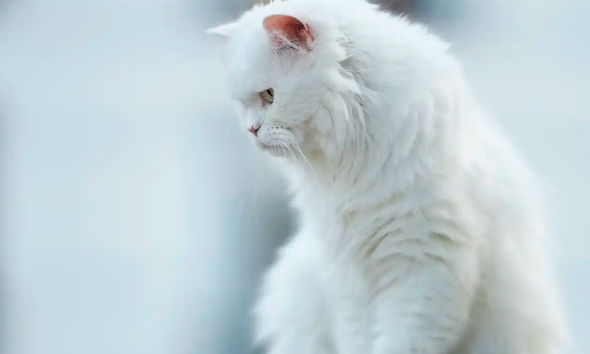 ¿Por qué mi gato me amasa? ¿Por qué mi gato me amasa?